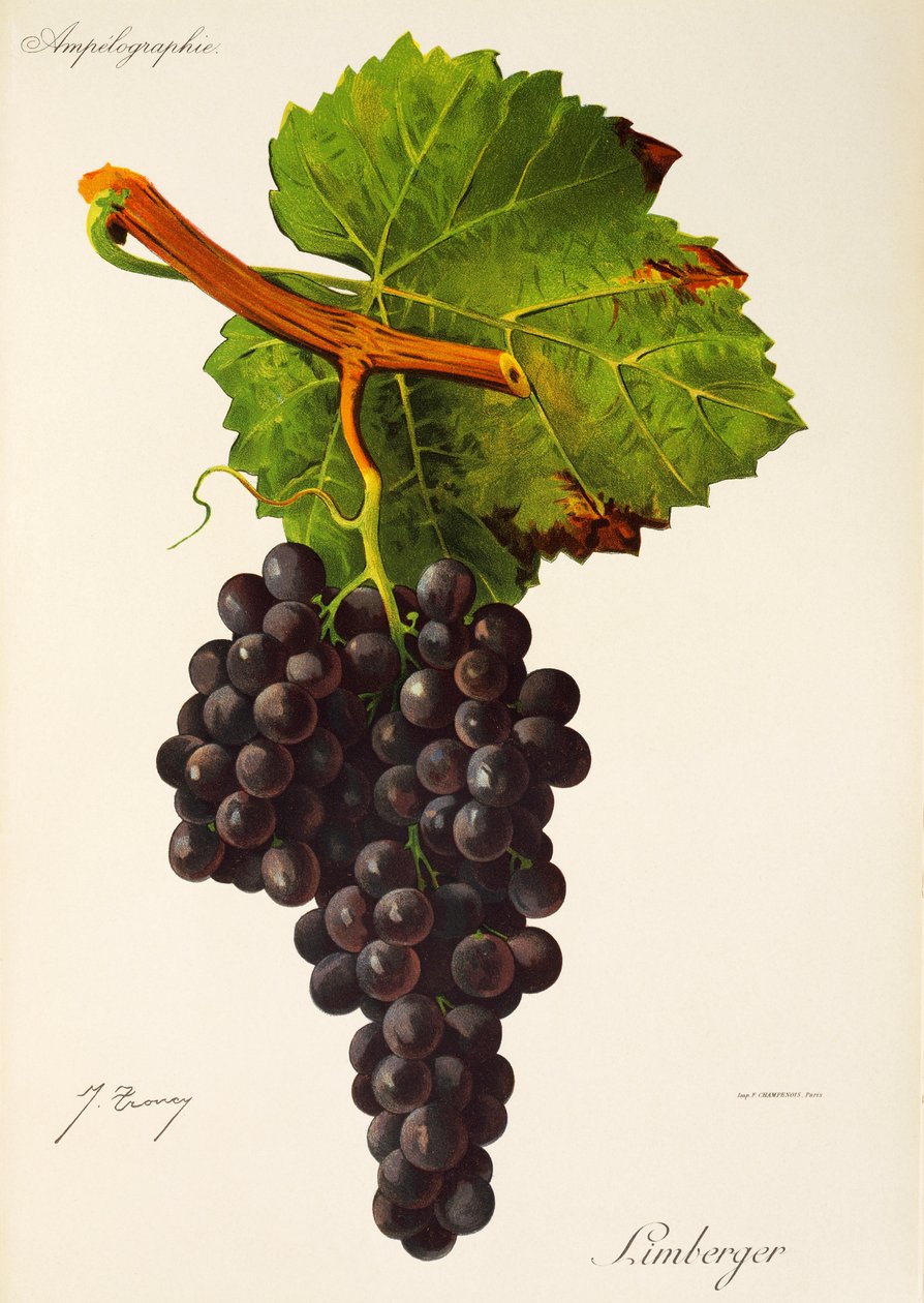 Limberger szőlő, J. Troncy alkotó: Jules Troncy