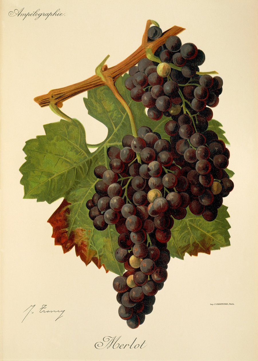 Merlot szőlő, J. Troncy alkotó: Jules Troncy