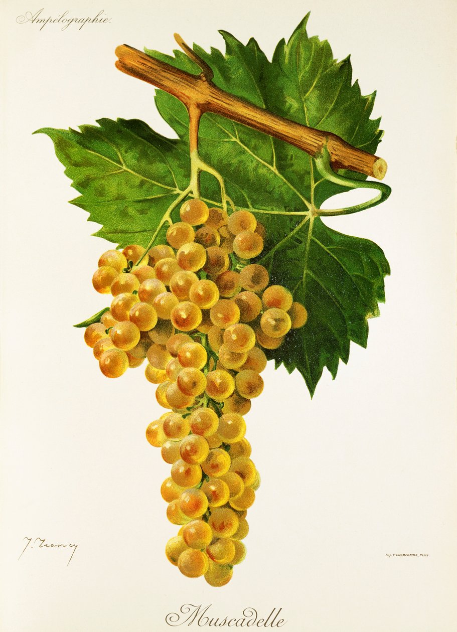 Muscadelle szőlő, J. Troncy alkotó: Jules Troncy