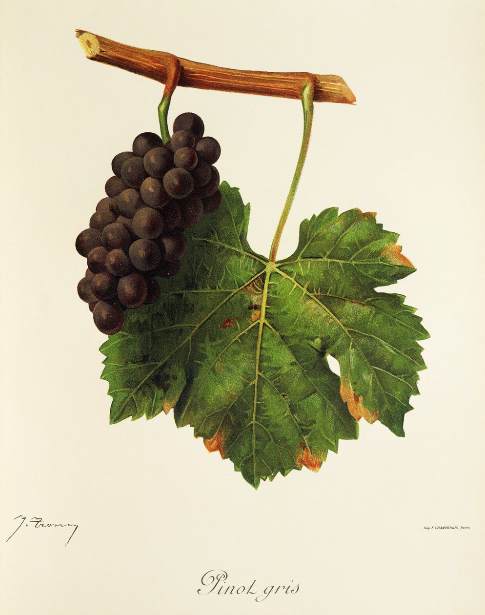 Pinot Gris szőlő, J. Troncy alkotó: Jules Troncy