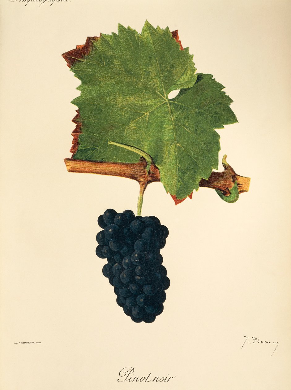 Pinot Noir szőlő, J. Troncy alkotó: Jules Troncy