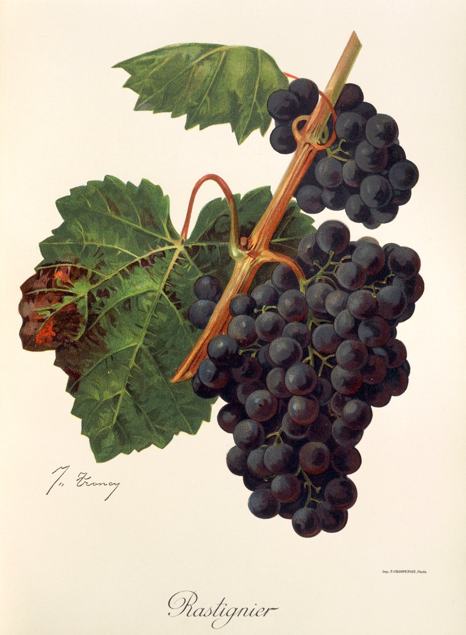 Rastignier szőlő, J. Troncy alkotó: Jules Troncy