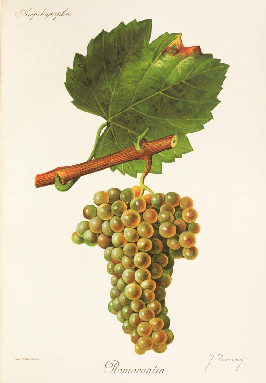 Romorantin szőlő, J. Troncy alkotó: Jules Troncy
