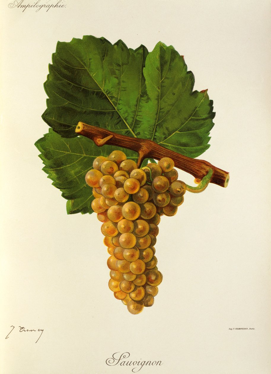 Sauvignon szőlő, J. Troncy alkotó: Jules Troncy