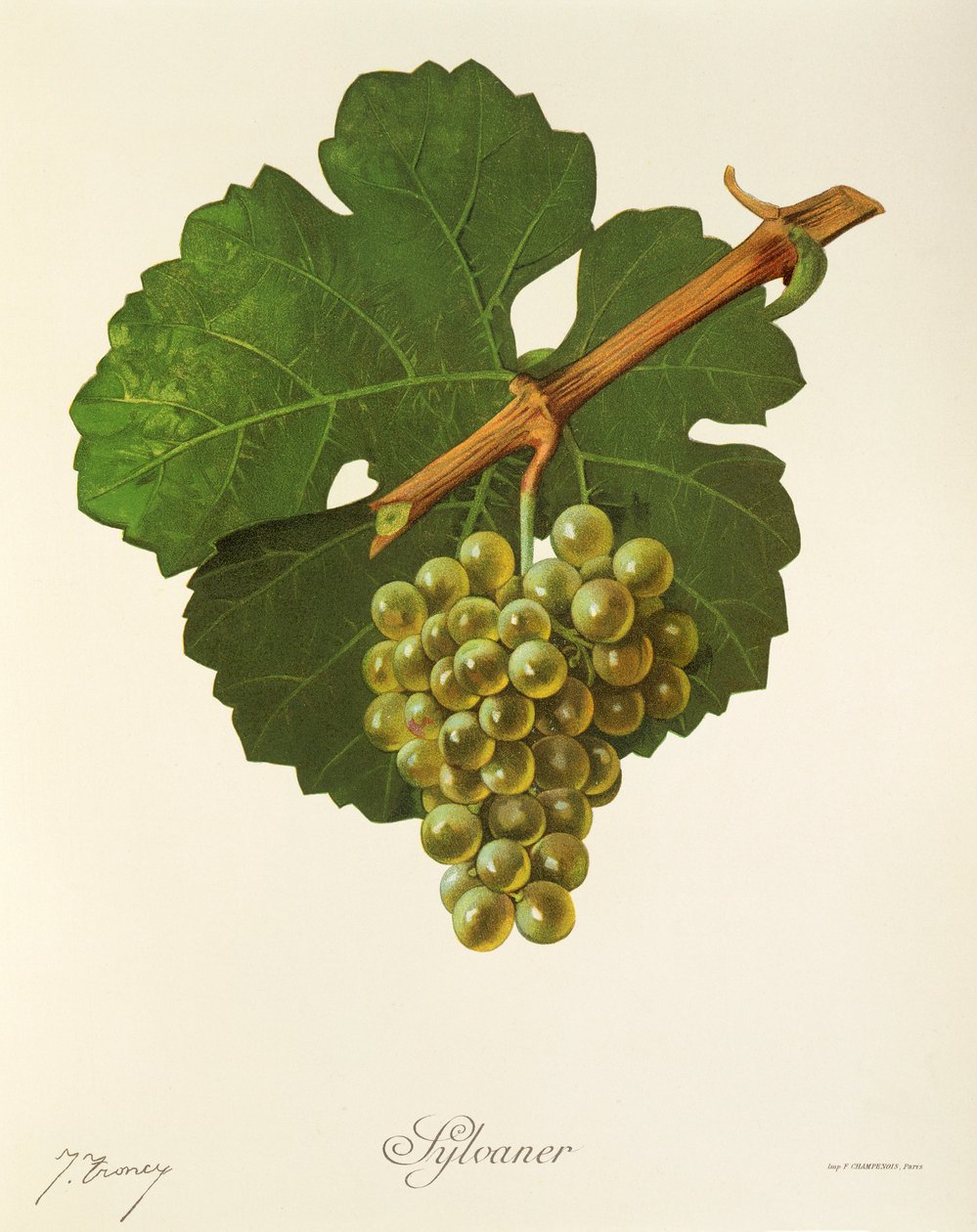 Sylvaner szőlő, J. Troncy alkotó: Jules Troncy