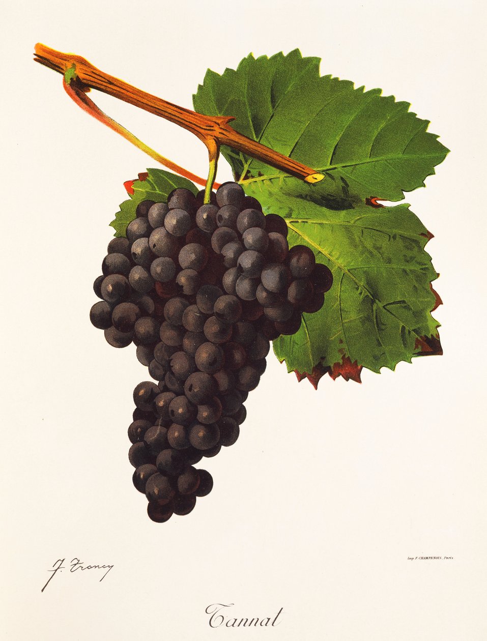 Tannat szőlő, J. Troncy alkotó: Jules Troncy