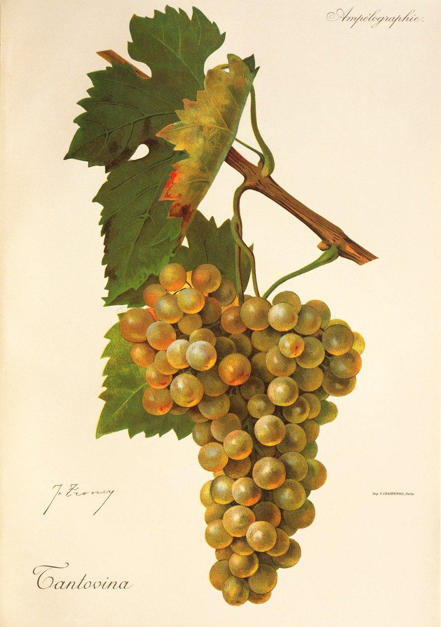 Tantovina szőlő, J. Troncy alkotó: Jules Troncy