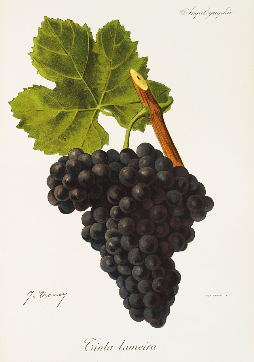 Lameira szőlőtinta, J. Troncy alkotó: Jules Troncy
