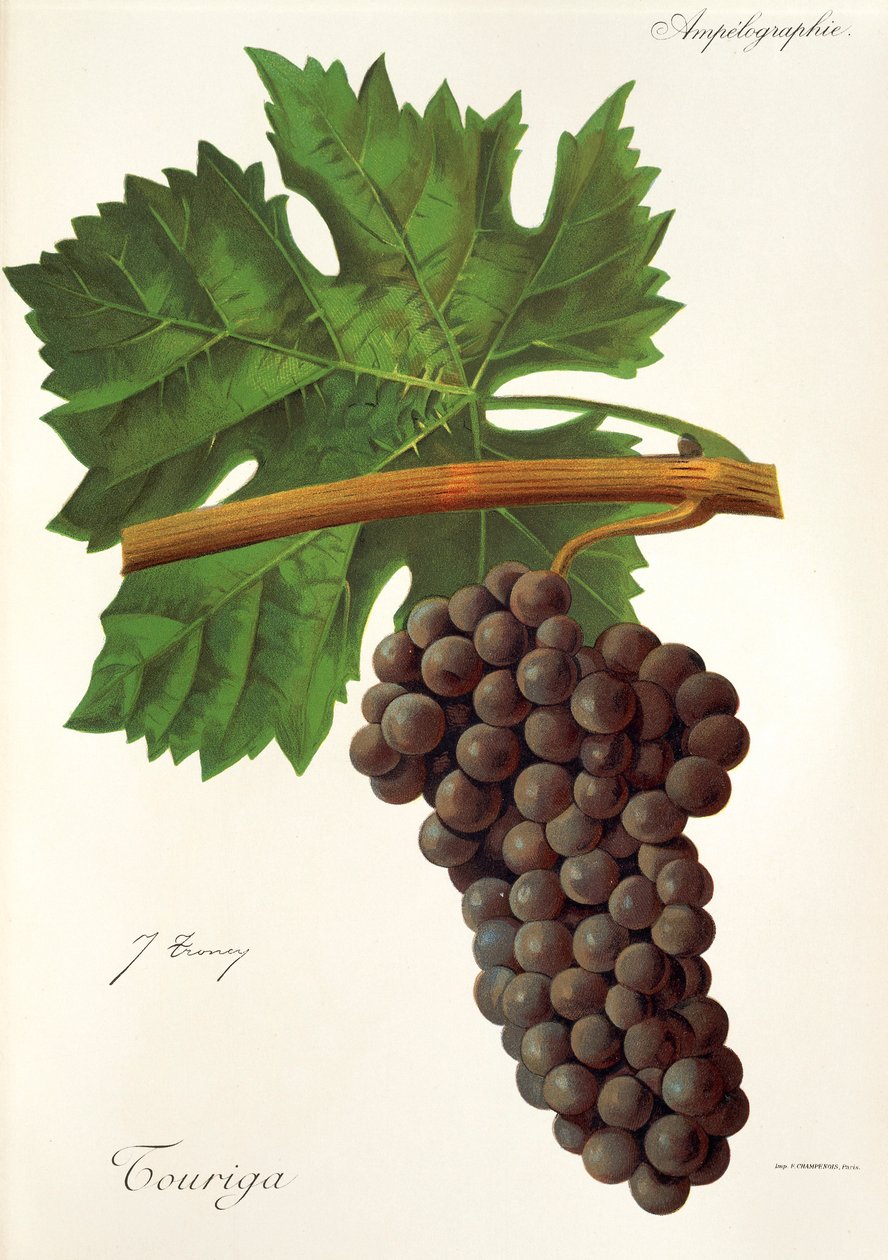 Touriga szőlő, J. Troncy alkotó: Jules Troncy