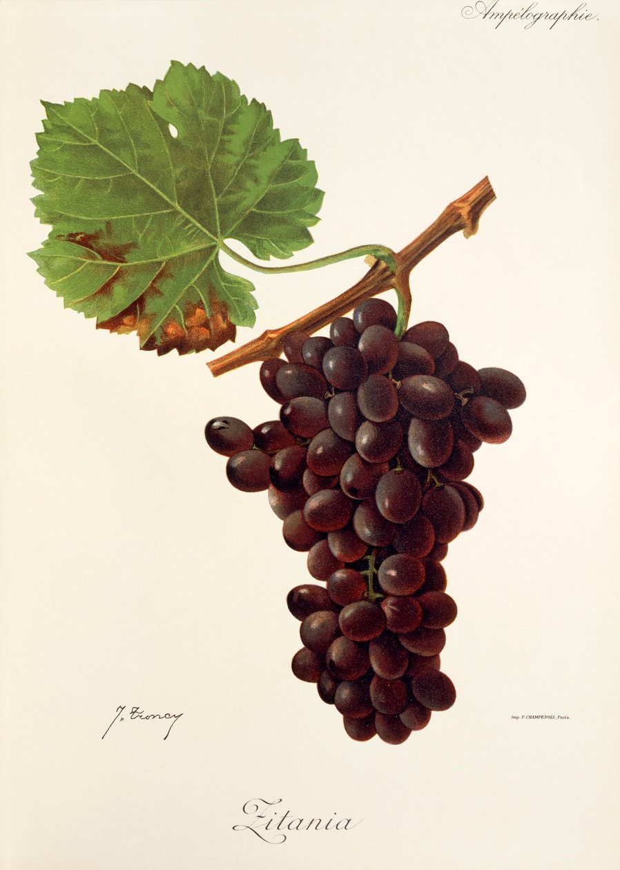 Zitania szőlő, J. Troncy alkotó: Jules Troncy