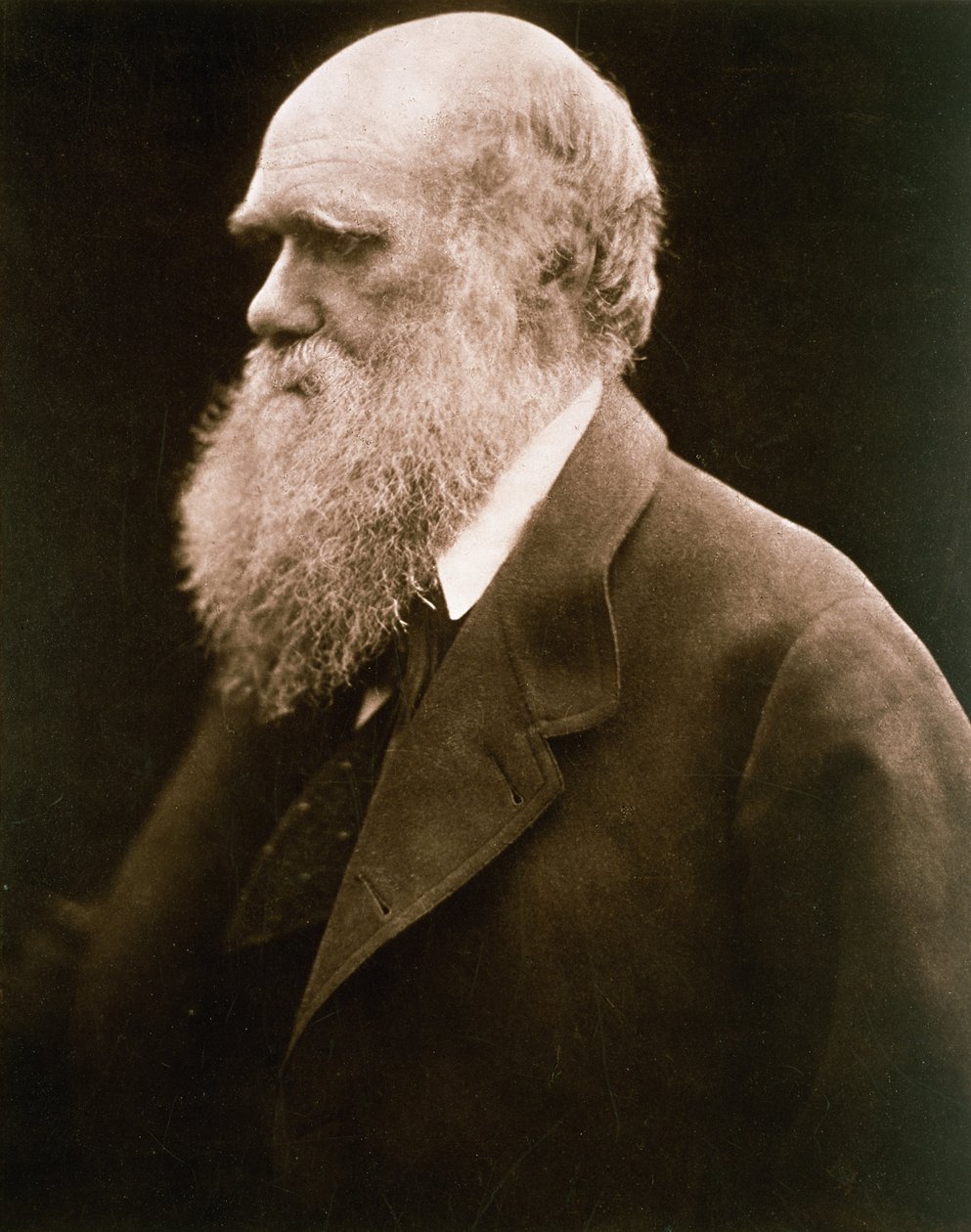Charles Darwin, 1870 körül alkotó: Julia Margaret Cameron