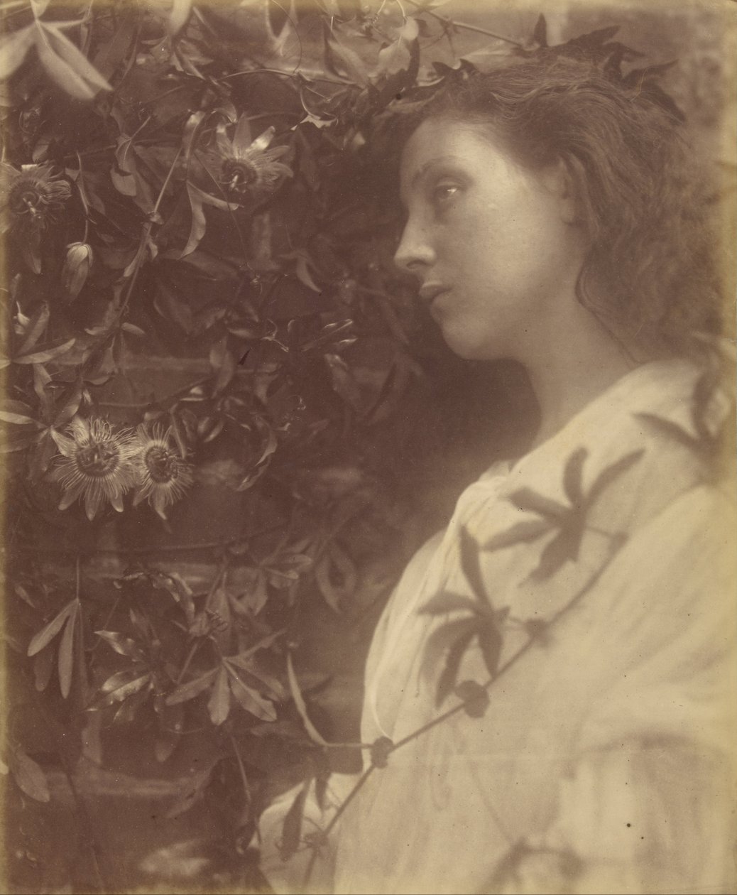 Maud Van egy csodálatos könnycsepp a szenvedélyvirágtól a kapunál alkotó: Julia Margaret Cameron