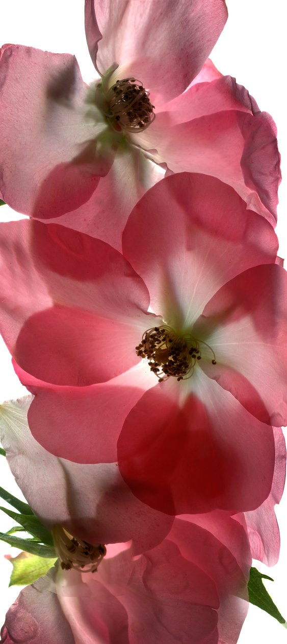 Alice Rose Trió, 2014, (digitális fotogram, digitális eredeti nyomat) alkotó: Julia McLemore