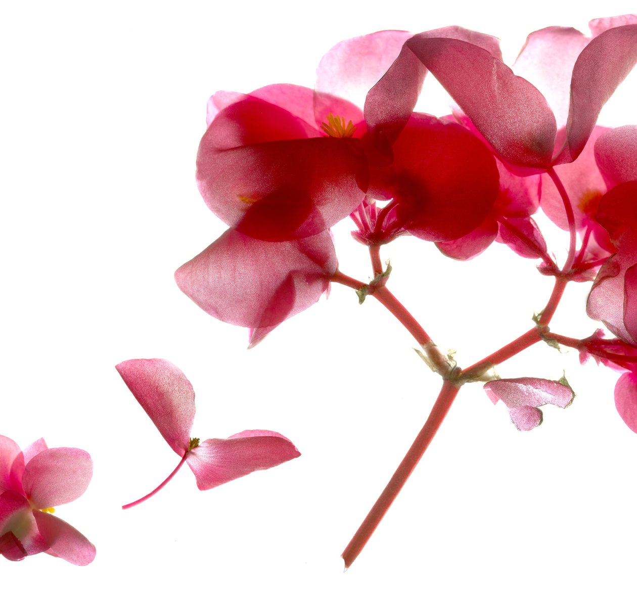 Begonia Pink VII (digitális fotogram, digitális eredeti nyomat) alkotó: Julia McLemore