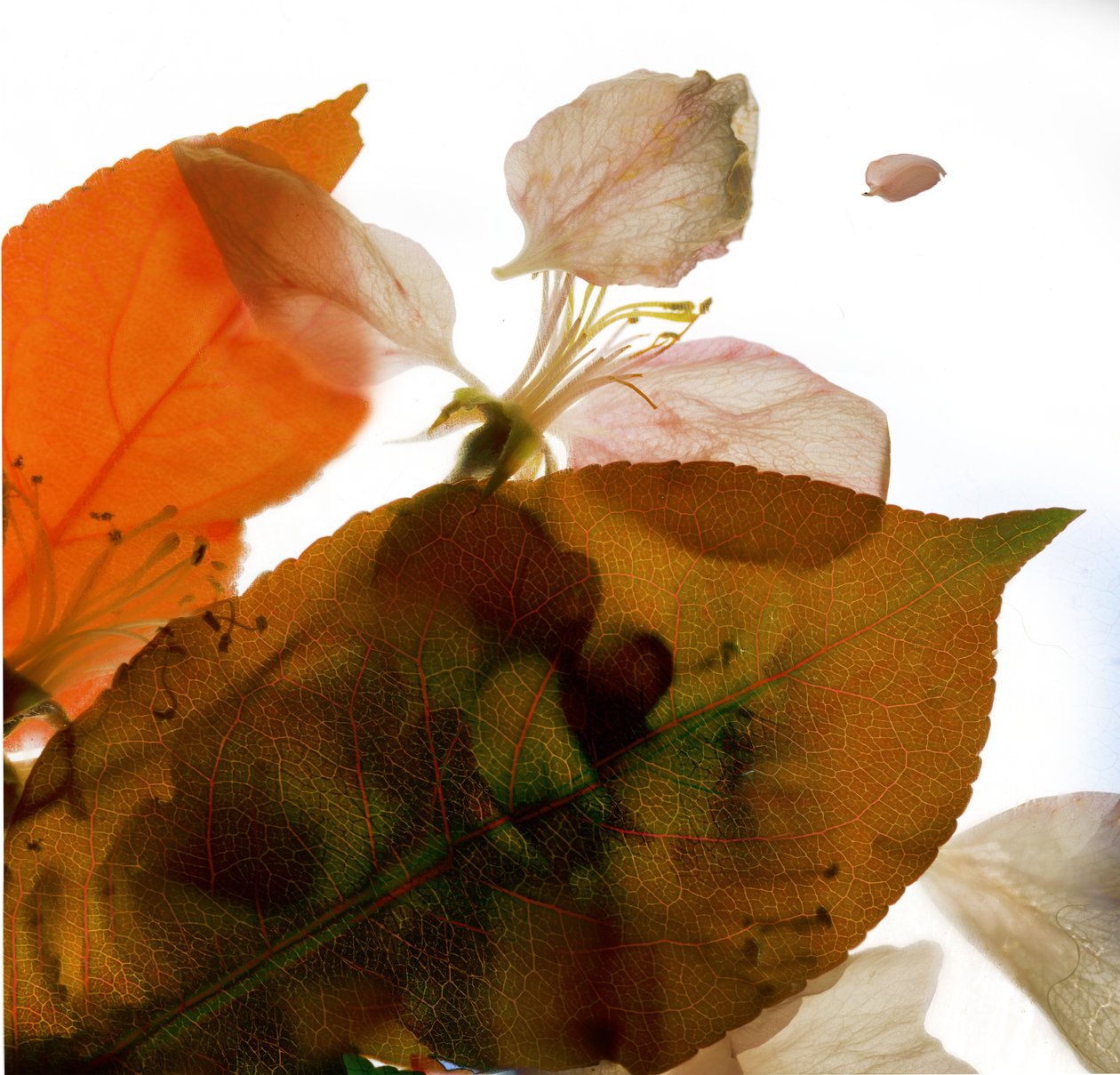 Crabapple Rose I, 2014, (digitális fotogram, digitális eredeti nyomat) alkotó: Julia McLemore