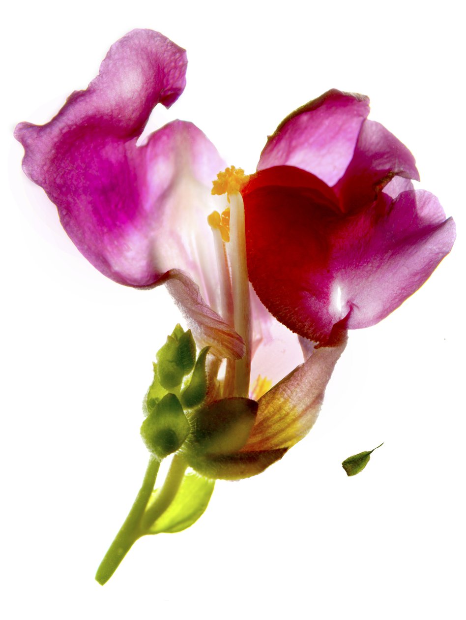 Snapdragon Pink (digitális fotogram, digitális eredeti nyomat) alkotó: Julia McLemore