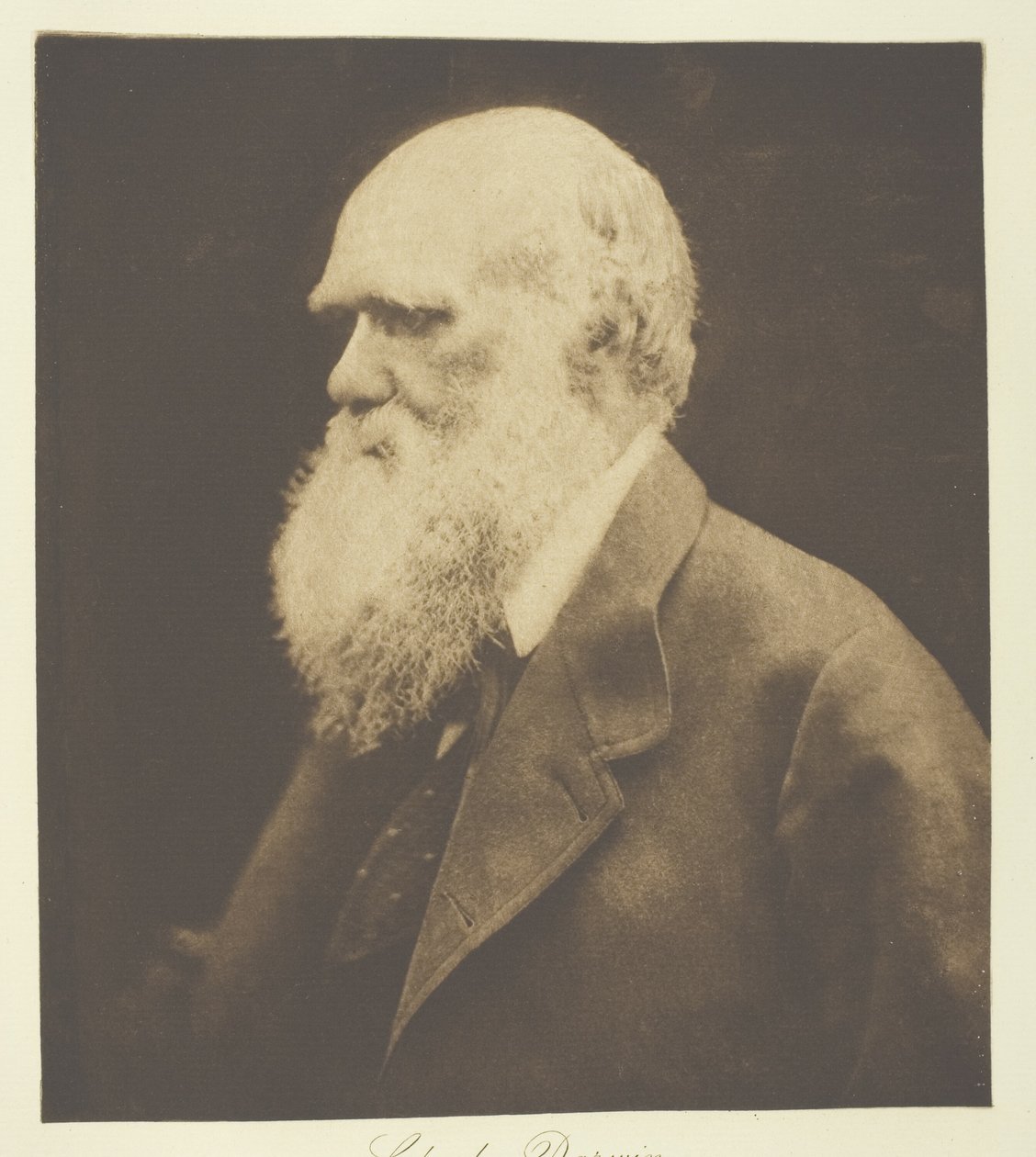 Charles Darwin alkotó: Julia Margaret Cameron