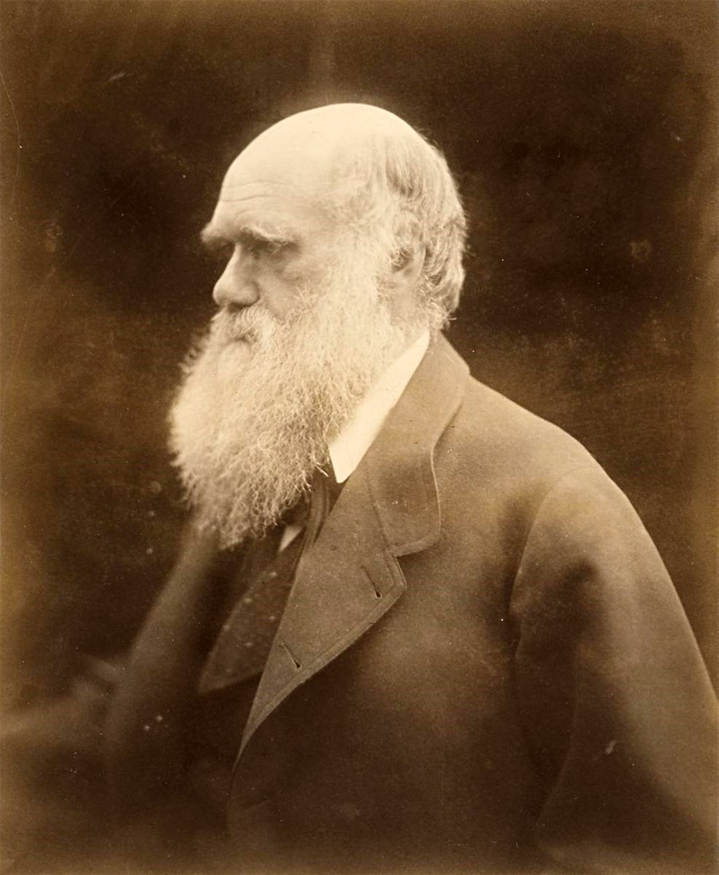 Charles Darwin portréja, 1868 alkotó: Julia Margaret Cameron