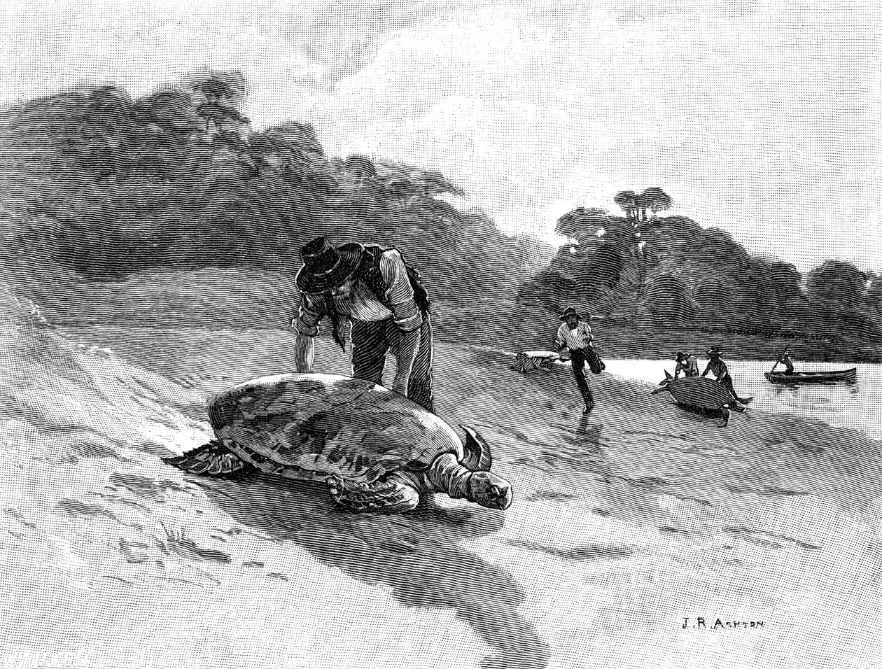Teknősfogás, 1886. alkotó: Julian Ashton