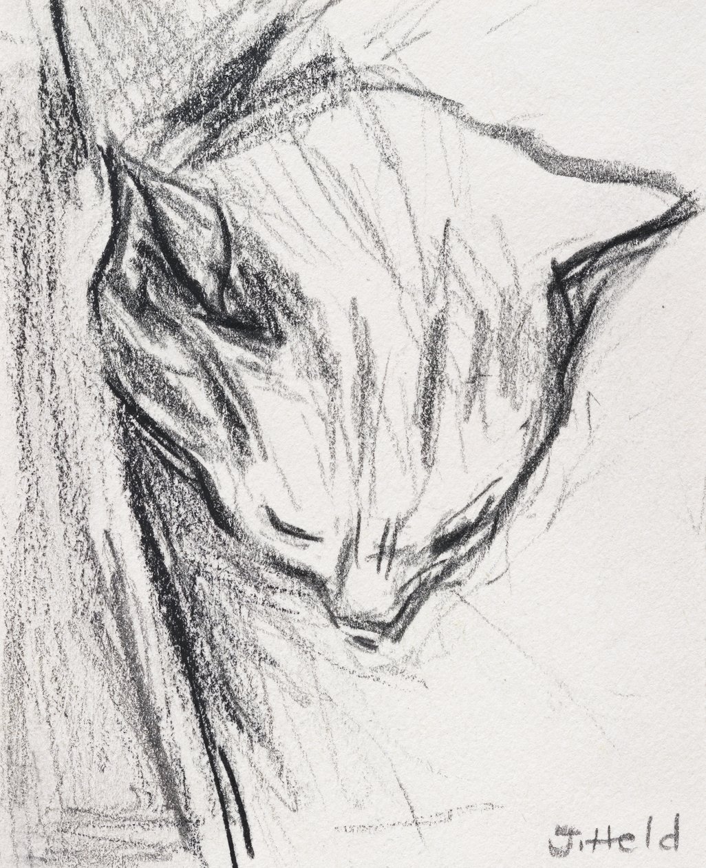 Alvó macska, 2015, (ceruza) alkotó: Julie Held