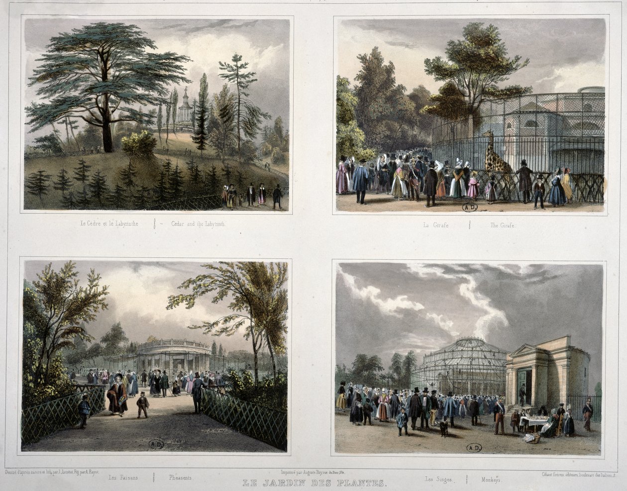 A párizsi Jardin des Plantes: Cédrus és Labirintus, Zsiráf, Fácánok, Majmok alkotó: Jean Jacottet