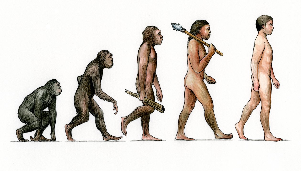Az ember evolúciója alkotó: Karen Humpage