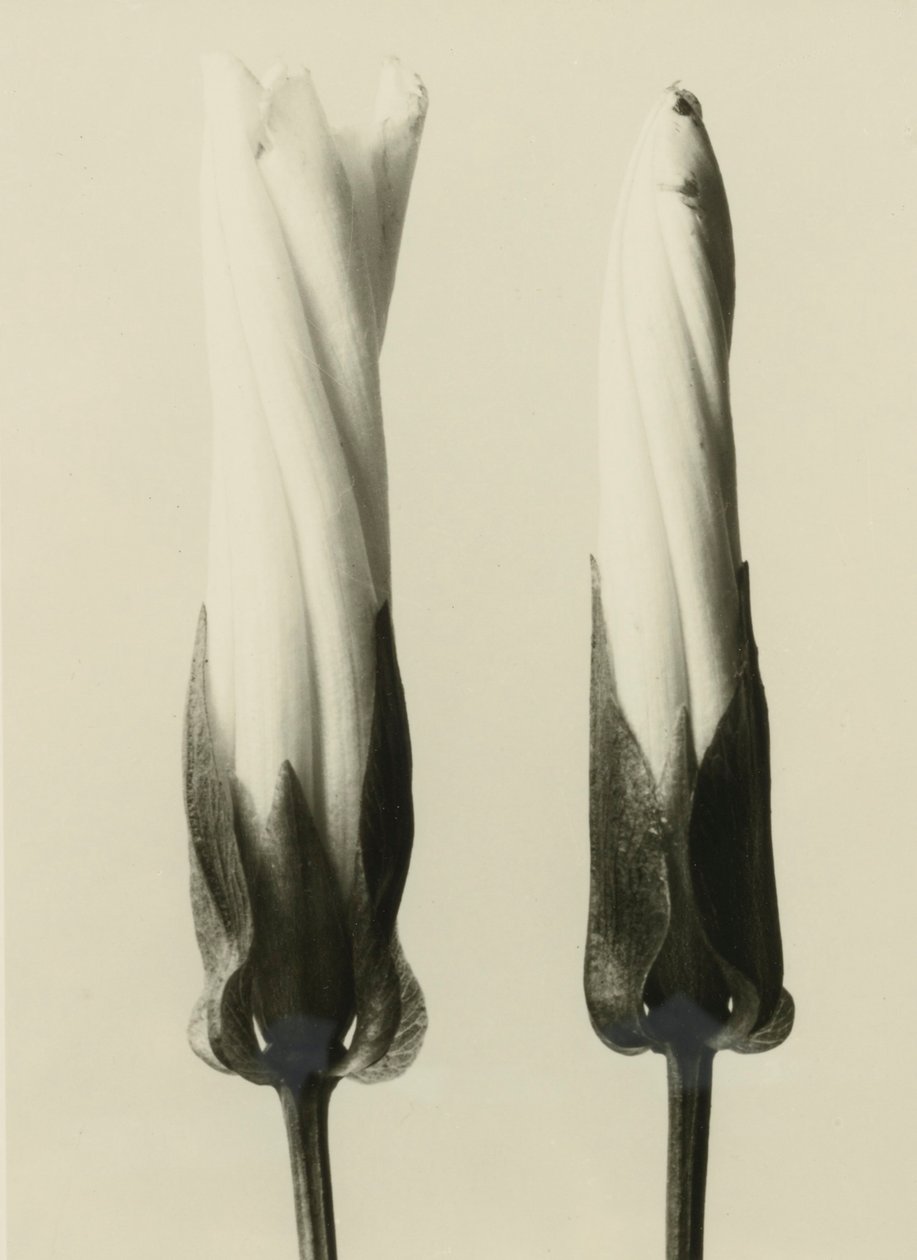 Calystegia sepium, 1929 (fénynyomat) alkotó: Karl Blossfeldt