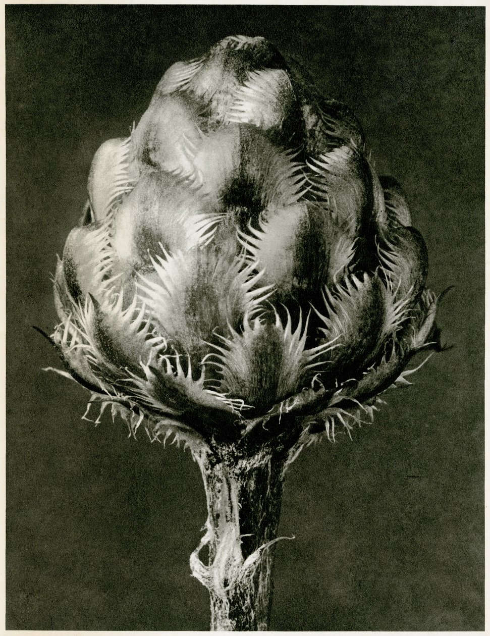Centaurea Grecesina. 1929 (fotogravír) alkotó: Karl Blossfeldt