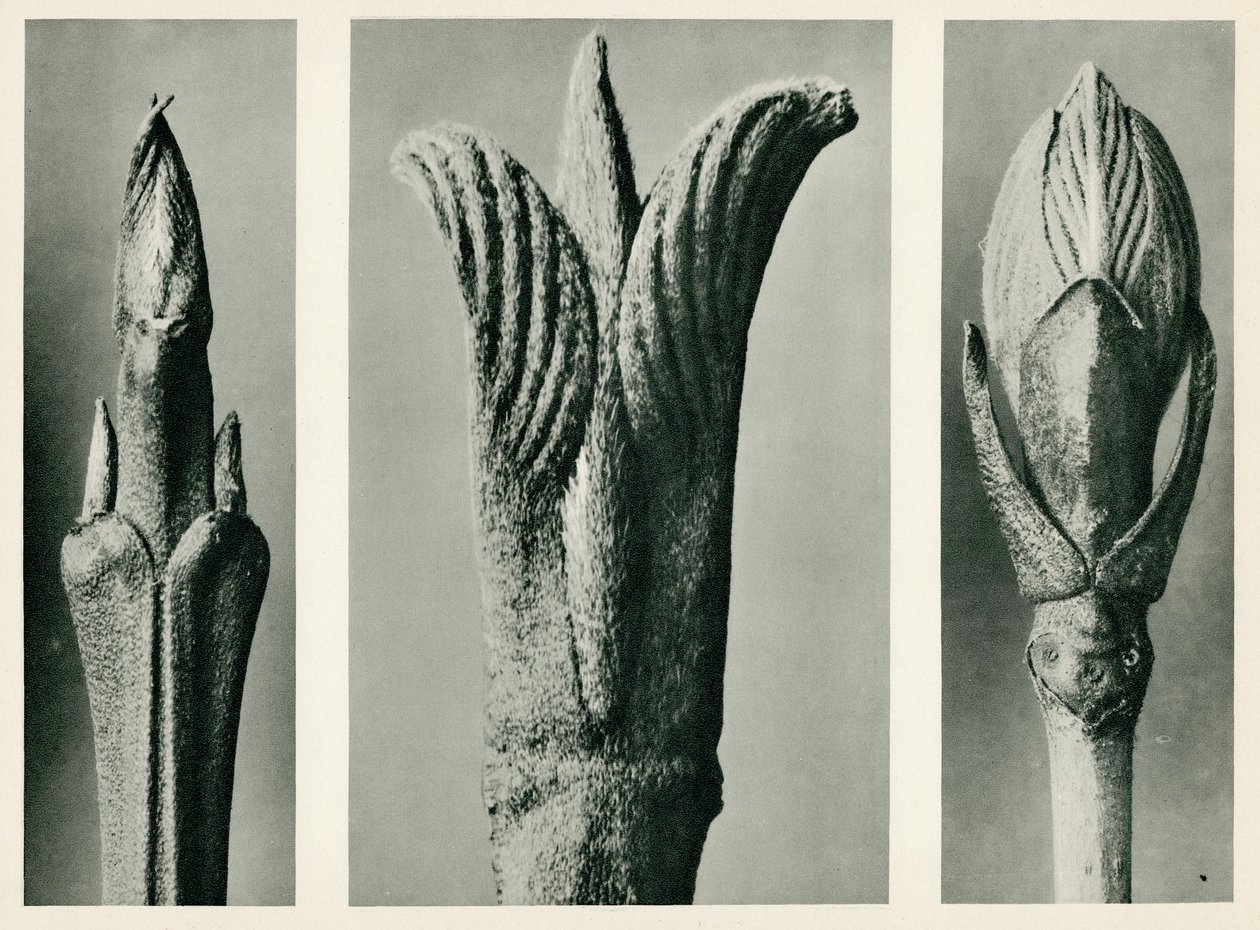 Cornus Brachypoda. 1929 (mélynyomás) alkotó: Karl Blossfeldt