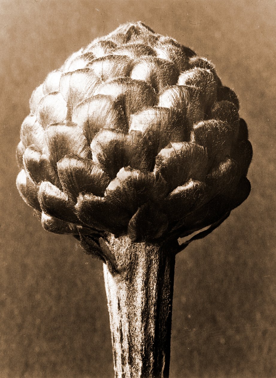Cynara cardunculus 1929 (fénymetszet) alkotó: Karl Blossfeldt