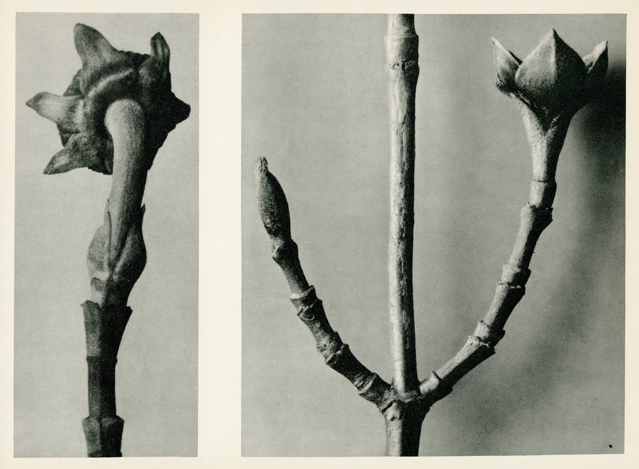 Cím nélküli tanulmány. 1929 (mélynyomás) alkotó: Karl Blossfeldt