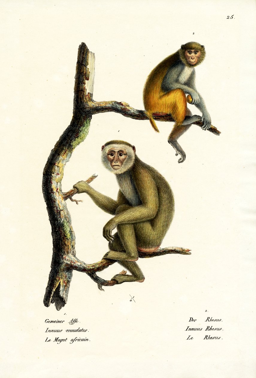 Barbary Macaque, 1824 alkotó: Karl Joseph Brodtmann
