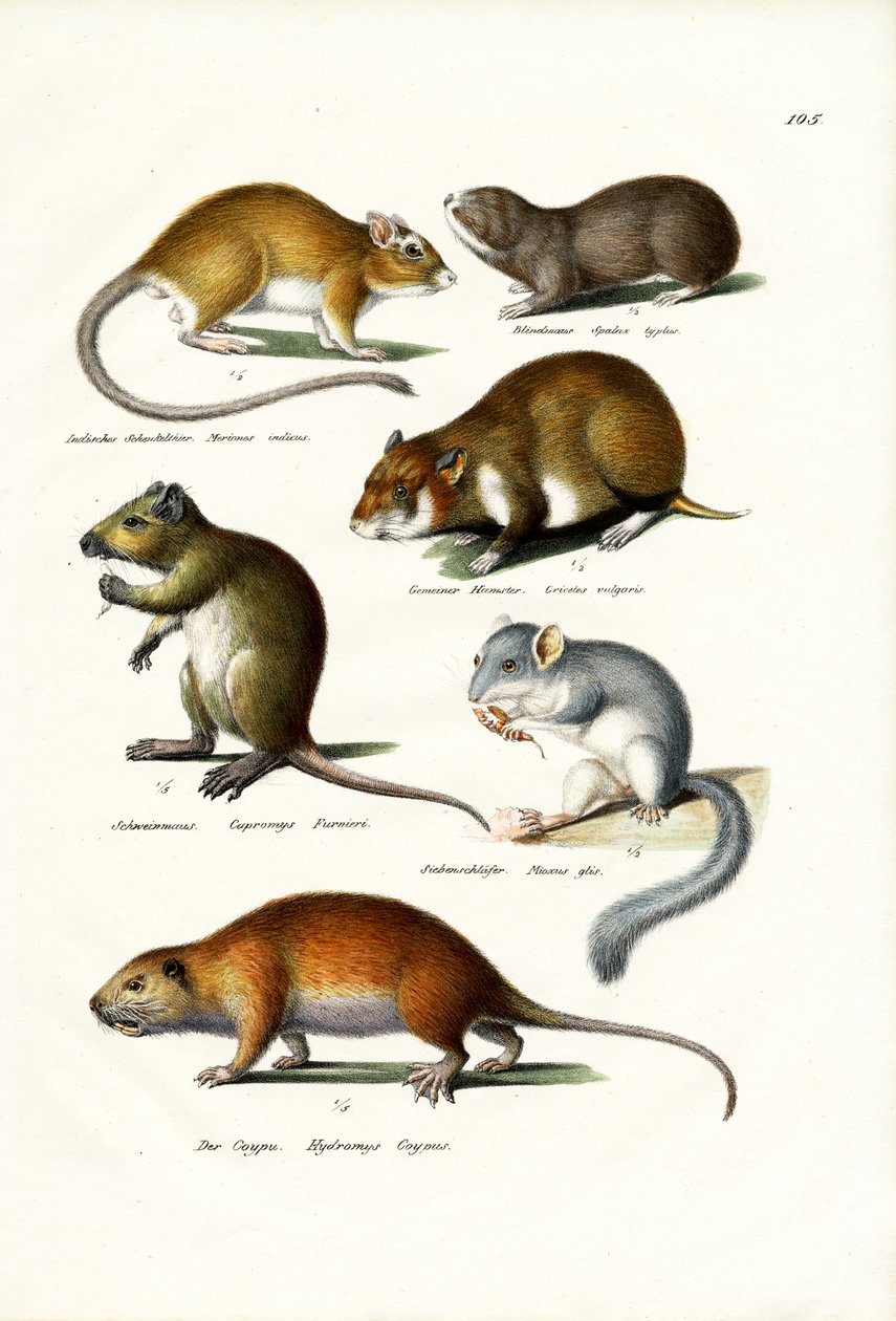 Blindmole, 1824 alkotó: Karl Joseph Brodtmann