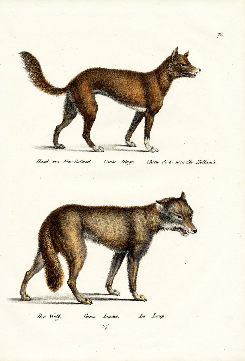 Dingo, 1824 alkotó: Karl Joseph Brodtmann