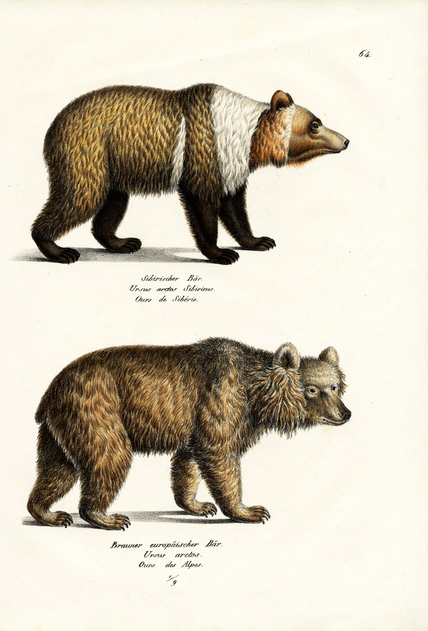 Európai barnamedve, 1824 alkotó: Karl Joseph Brodtmann