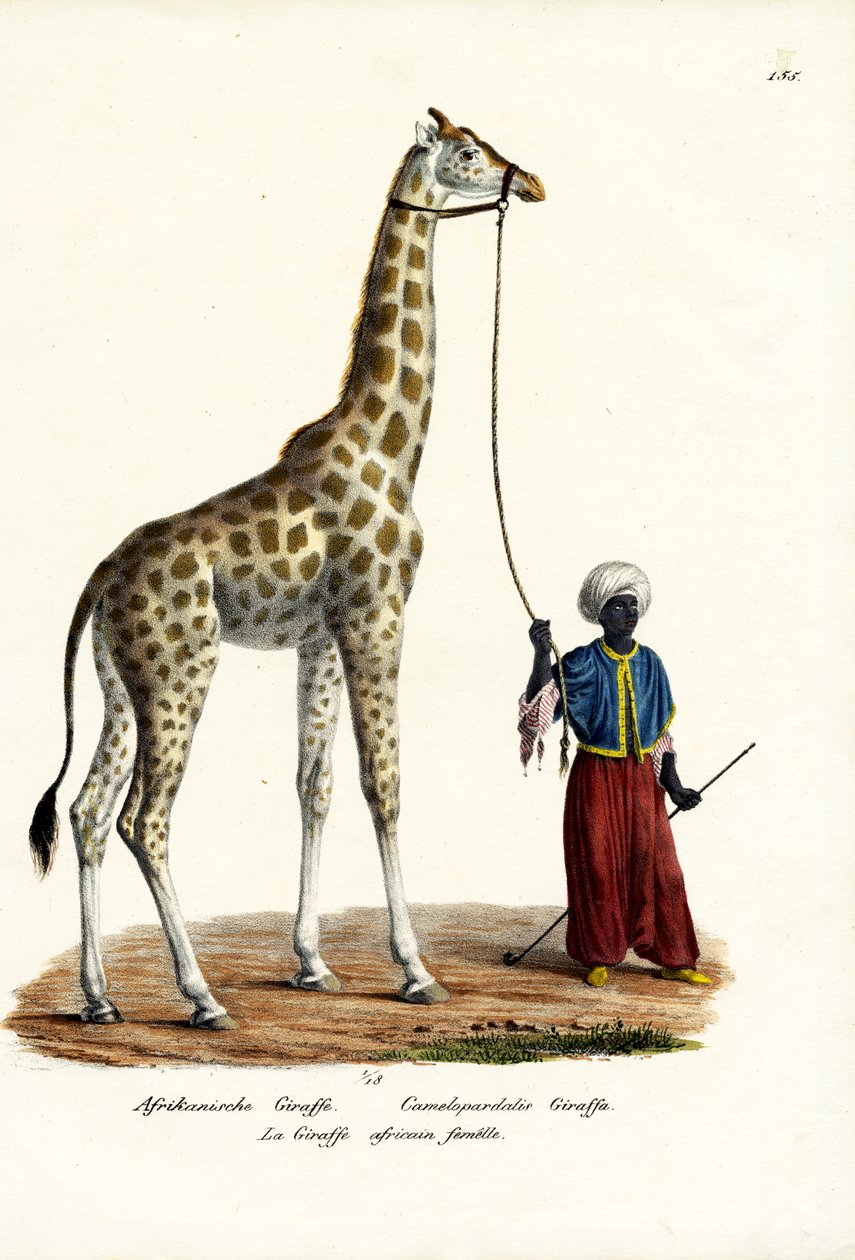 Zsiráf, 1824 alkotó: Karl Joseph Brodtmann
