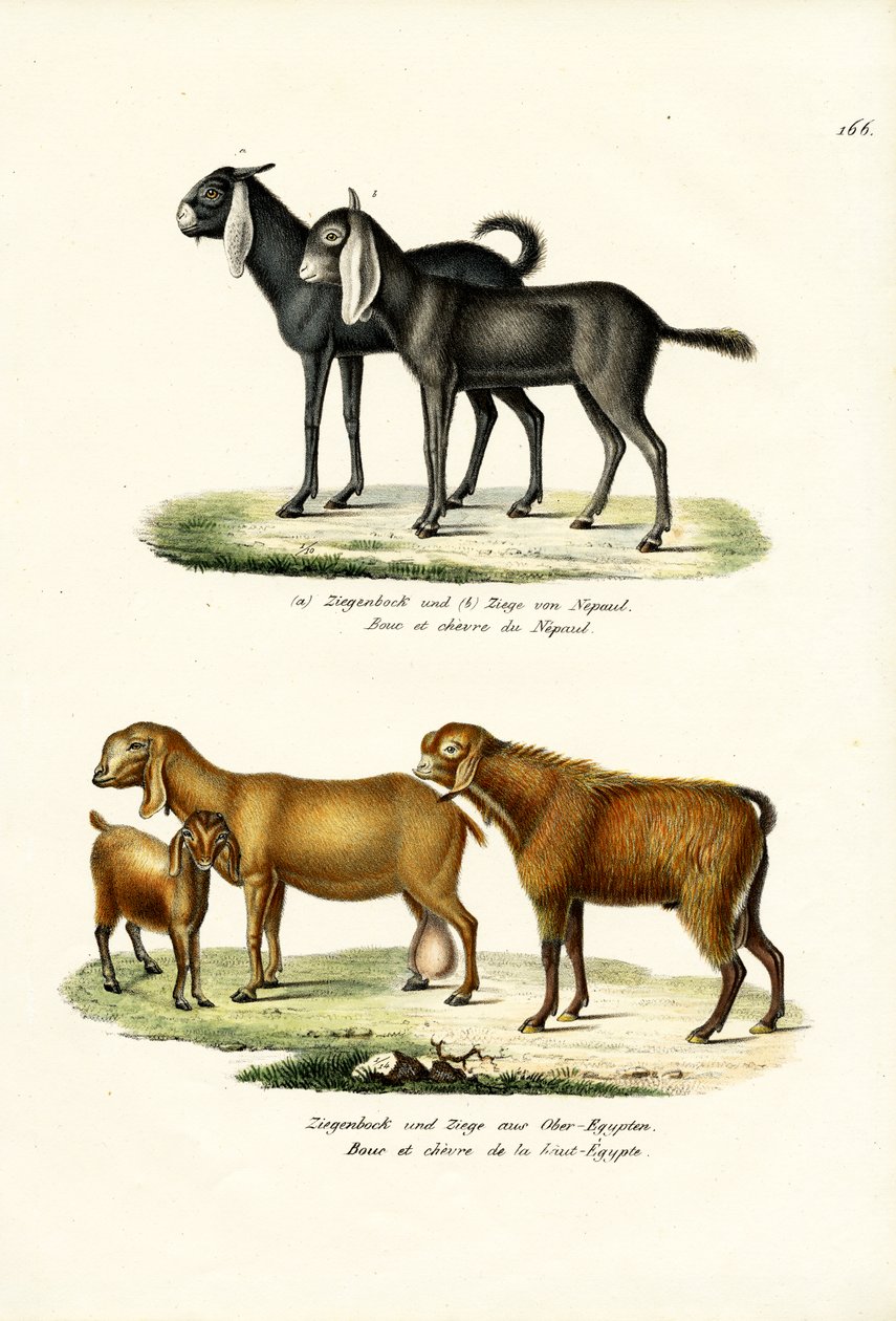 Kecske, 1824 alkotó: Karl Joseph Brodtmann