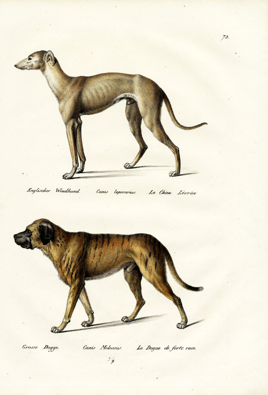 Agár, 1824 alkotó: Karl Joseph Brodtmann