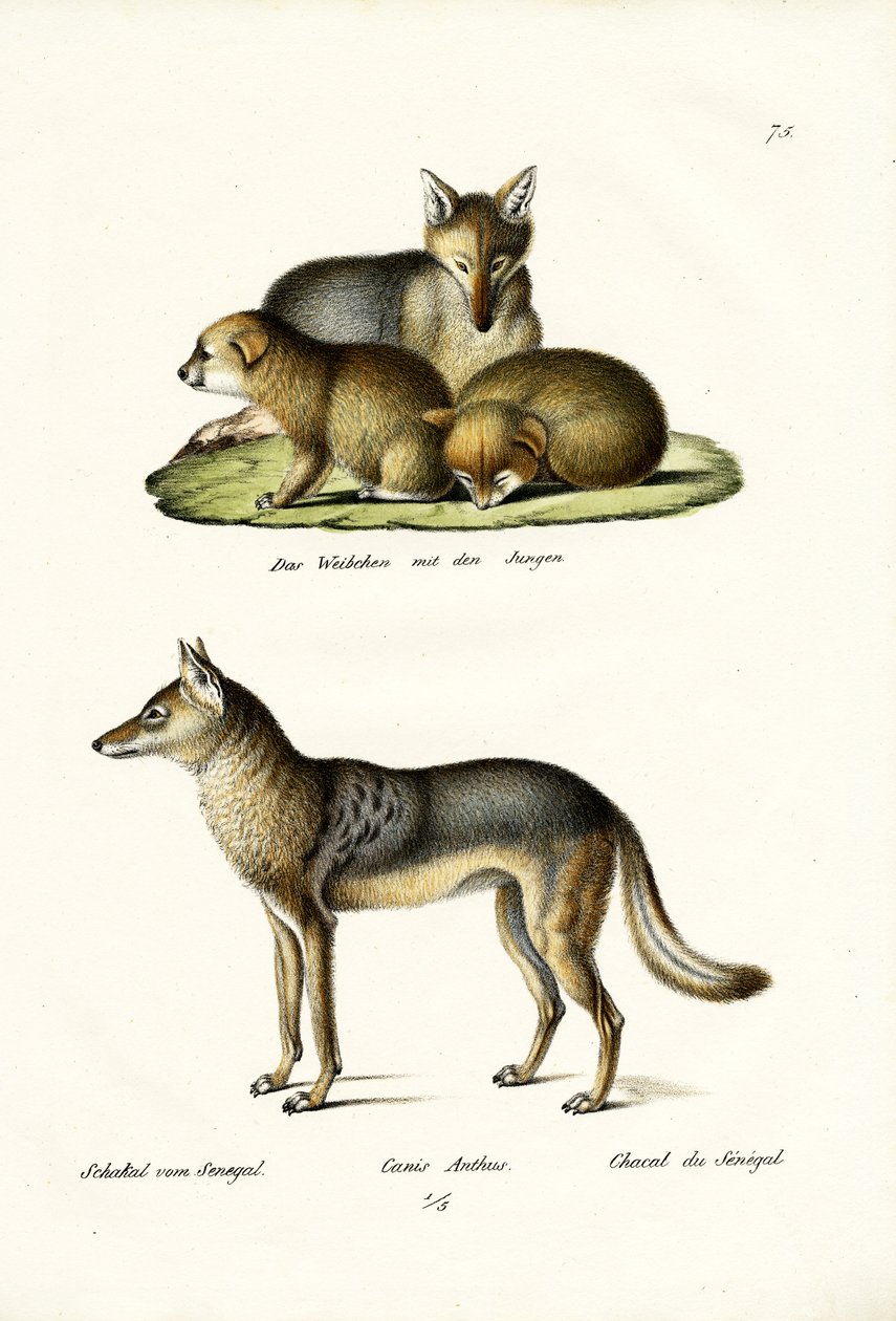 Sakál, 1824 alkotó: Karl Joseph Brodtmann