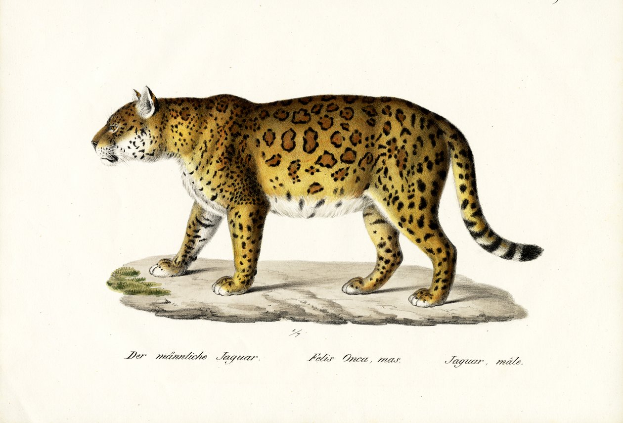 Jaguár, 1824 alkotó: Karl Joseph Brodtmann