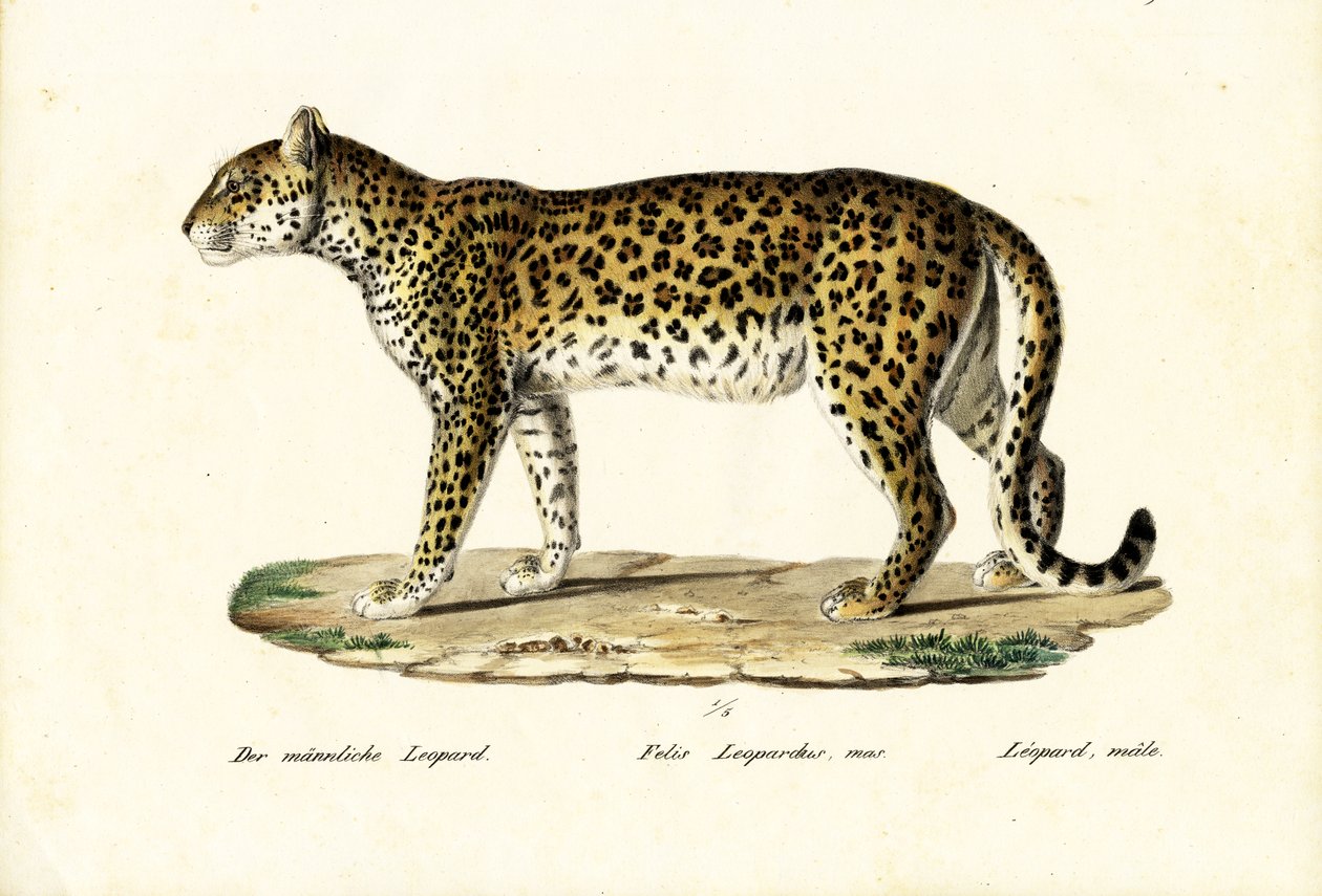 Leopárd, 1824 alkotó: Karl Joseph Brodtmann