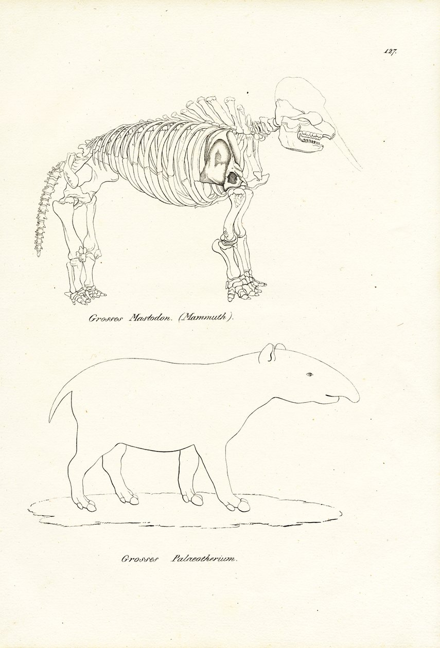 Masztodon, 1824 alkotó: Karl Joseph Brodtmann