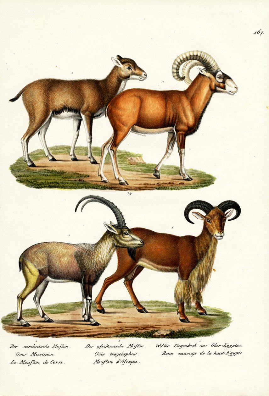 Mouflon, 1824 alkotó: Karl Joseph Brodtmann