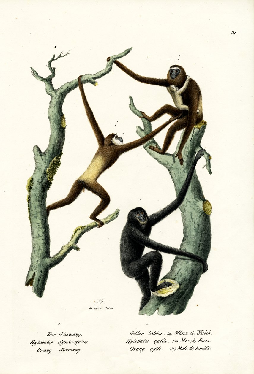 Siamang, 1824 alkotó: Karl Joseph Brodtmann