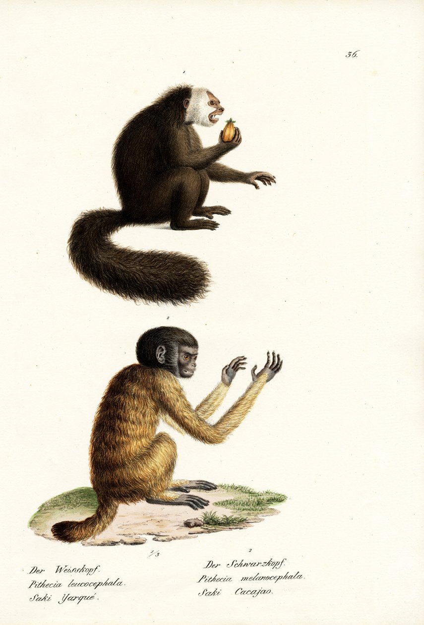 Fehér Saki, 1824 alkotó: Karl Joseph Brodtmann