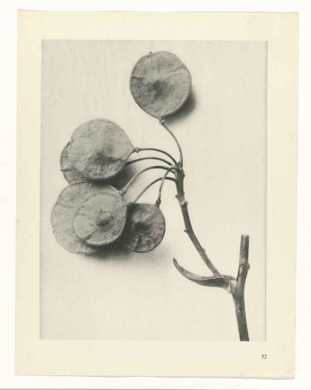terv tanulmány A művészet archetípusai (sorozat címe) alkotó: Karl Blossfeldt