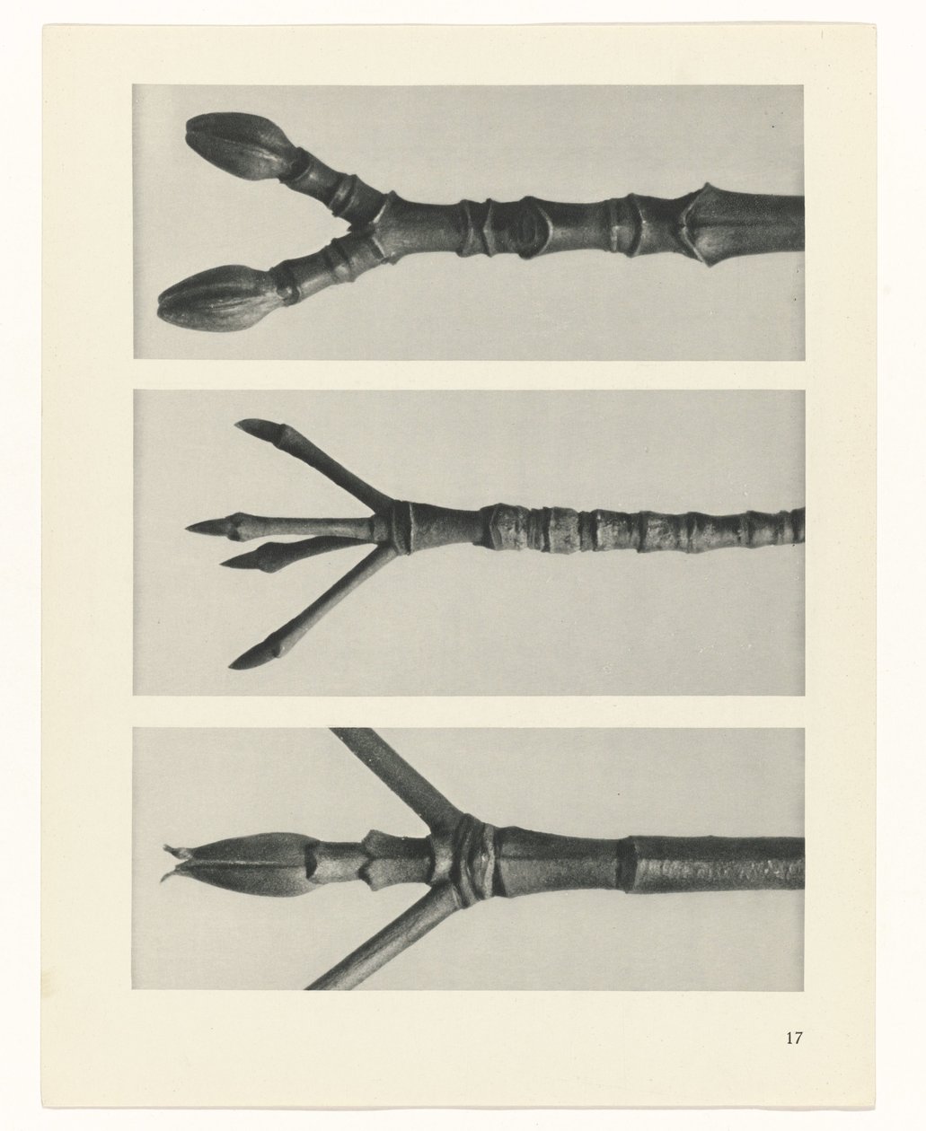 terv tanulmány A művészet archetípusai (sorozat címe) alkotó: Karl Blossfeldt