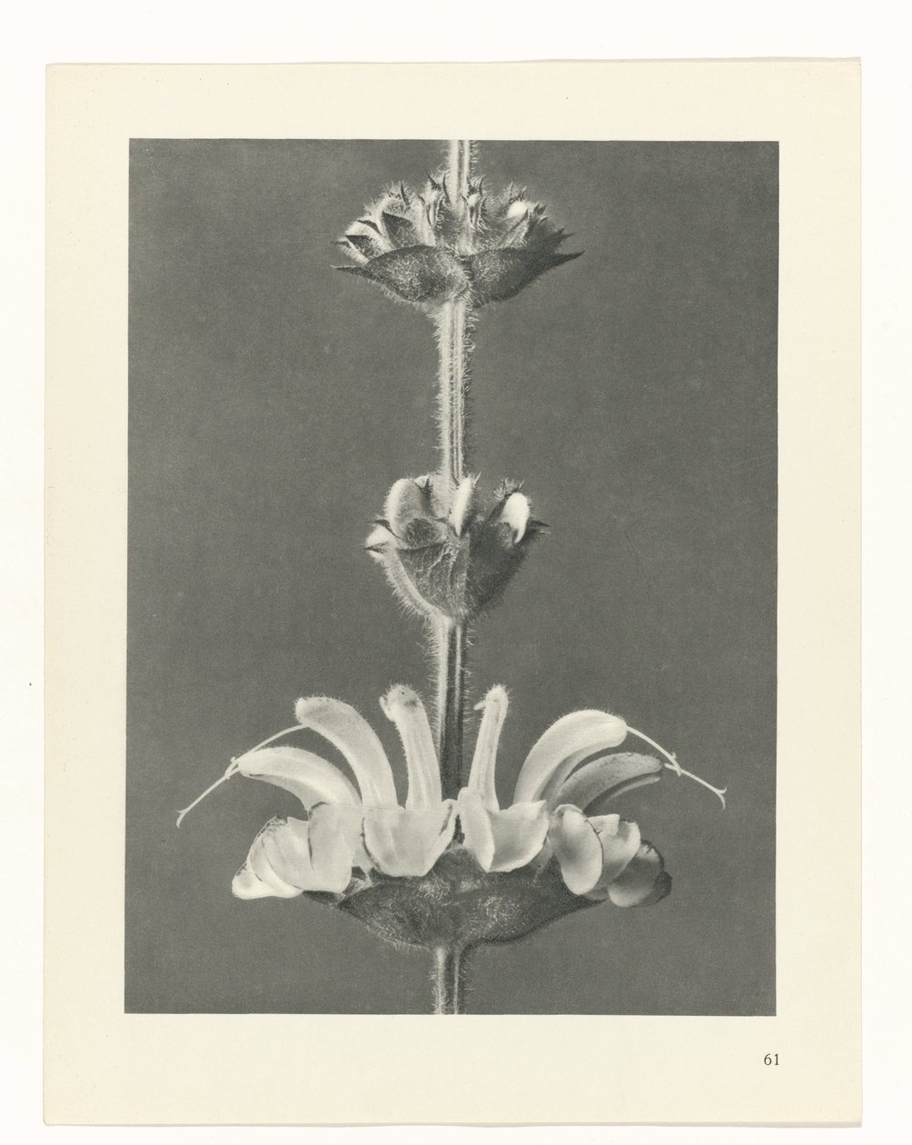 terv tanulmány A művészet archetípusai (sorozat címe) alkotó: Karl Blossfeldt