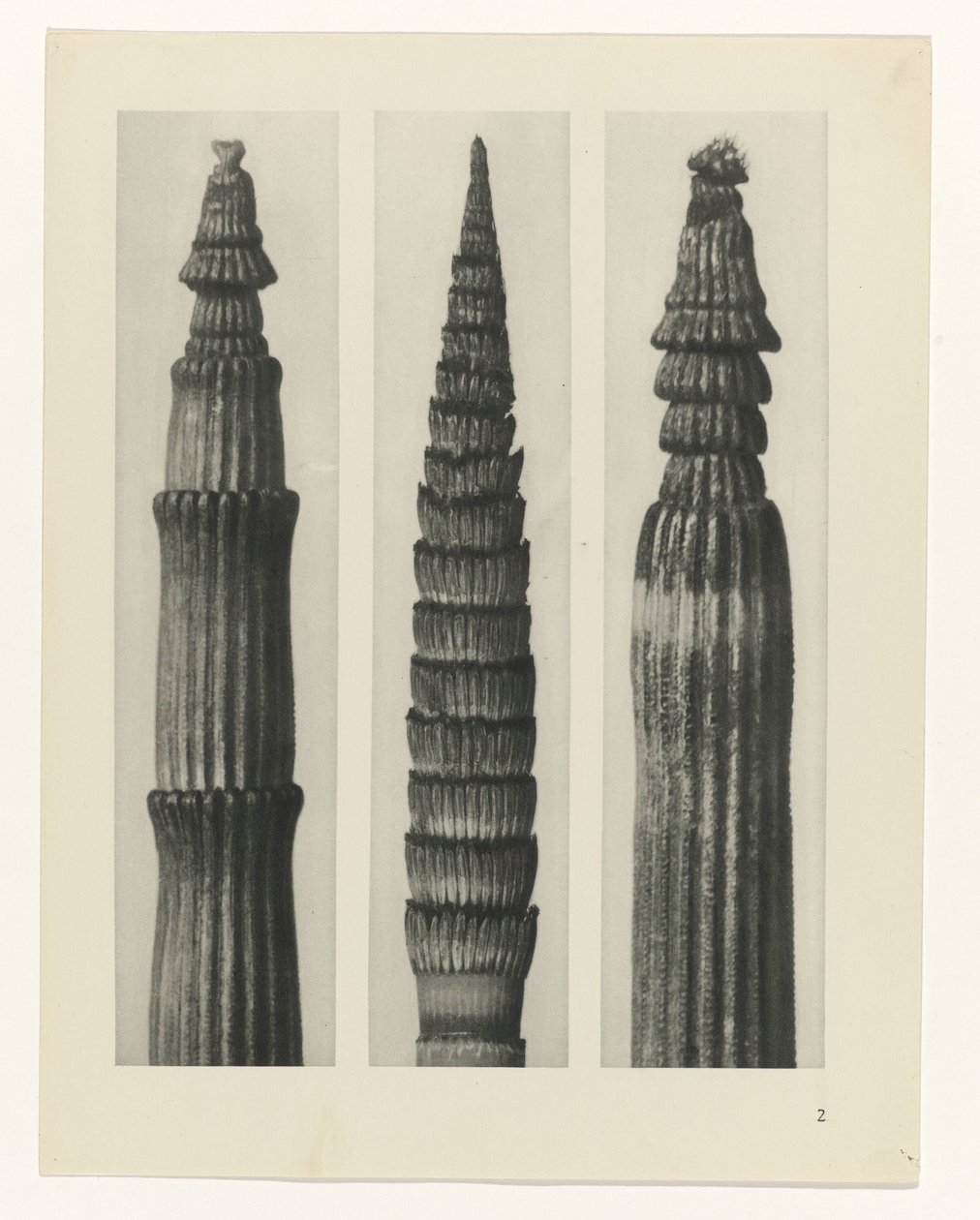 terv tanulmány A művészet archetípusai (sorozat címe) alkotó: Karl Blossfeldt