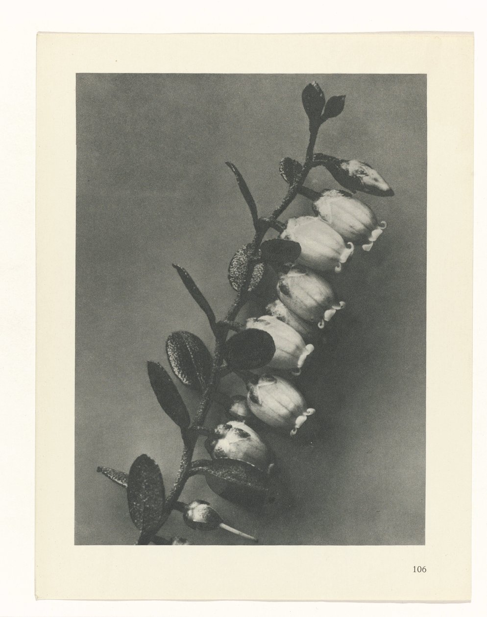 terv tanulmány A művészet archetípusai (sorozat címe) alkotó: Karl Blossfeldt